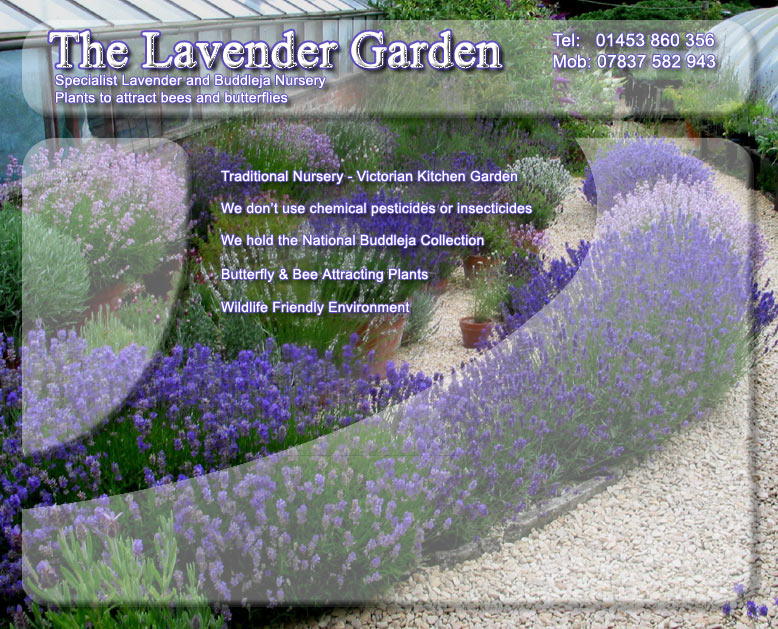 The Lavender Garden - Home